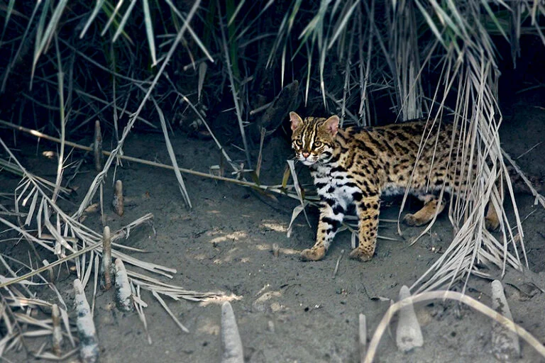 Understanding the Ecological Drivers and Conservation Implications of Leopard Cat Kittens Discovered in Forest Buffer Zones