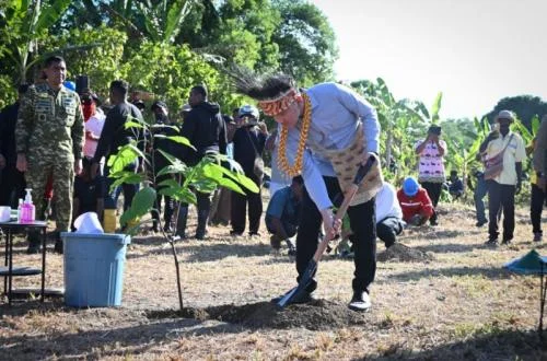 Vice President Gibran Rakabuming Initiates Major Cocoa Rehabilitation Program in Manokwari Selatan, Bolstering National Agricultural Ambitions