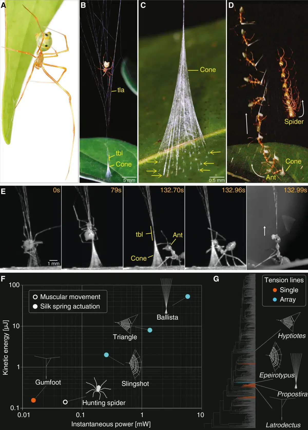 Ballista Spider Discovery Reveals Unprecedented High-Powered Spring Traps Used to Hunt Aggressive Australian Weaver Ants