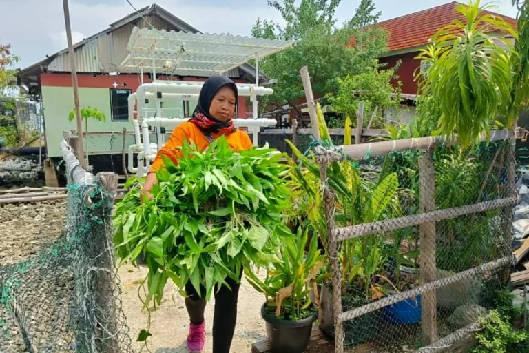 Cultivating Resilience in the Thousand Islands as Women Farmers Transform Coastal Food Security Through Hydroponics and Local Wisdom