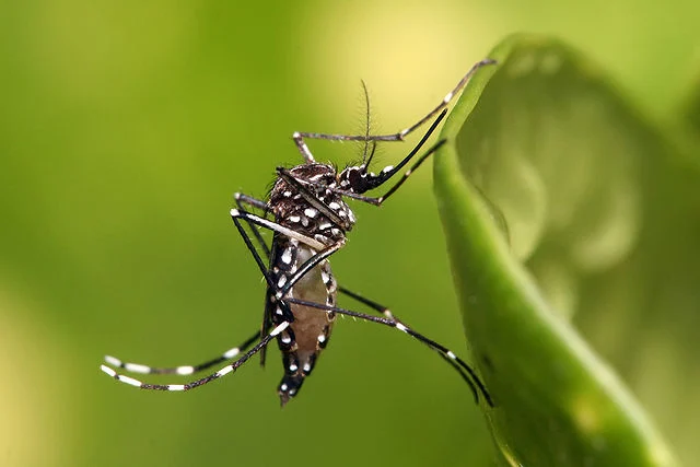 Deforestation in the Atlantic Forest Triggers Behavioral Shift in Wild Mosquitoes as Human Blood Becomes Primary Food Source