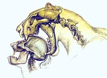Dinofelis The Prehistoric False Saber-Toothed Cat That Shaped Human Evolution Through Terror and Predation