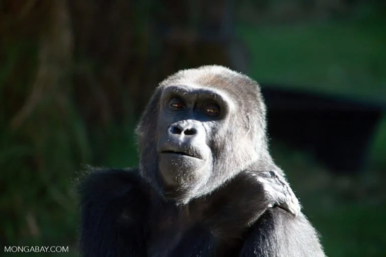 Echoes of an Ancient Guffaw Scientific Breakthrough Reveals the 15 Million Year Evolution of Human and Great Ape Laughter