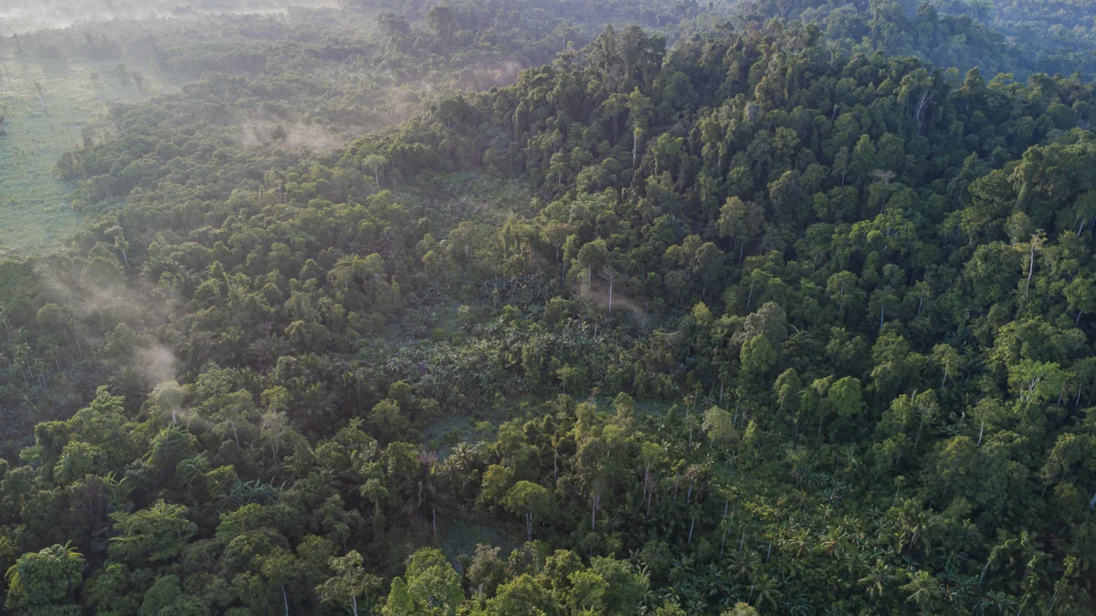 Ecological Crisis in Siberut: Deforestation, Recurrent Flooding, and the Fragile Future of Mentawai Indigenous Communities
