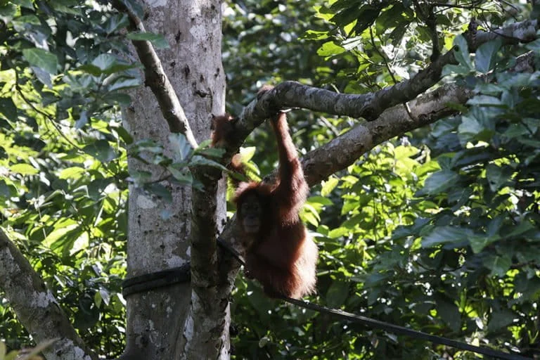 From Captivity to Motherhood: The Birth of Badar Signals Success for Sumatran Orangutan Reintroduction in Aceh’s Jantho Nature Reserve