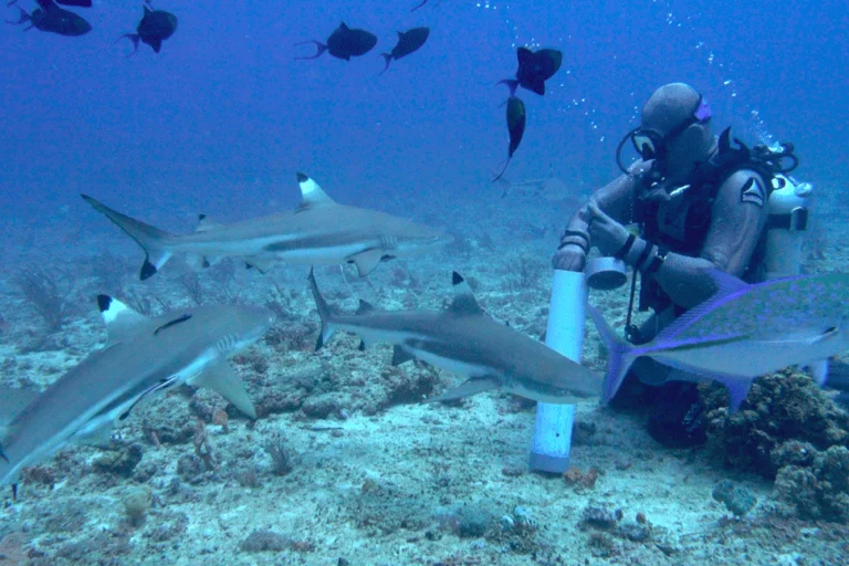 From Chemical Engineering to Marine Conservation the Transformative Journey of Darmawan Ahmad Mukharror in Redefining Shark Protection in Indonesia
