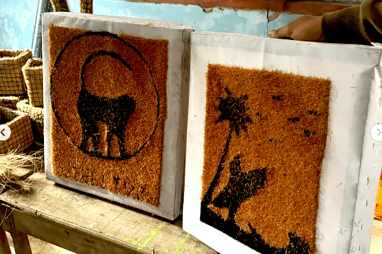From Conflict to Coexistence How Simeulue Farmers Are Turning Macaque-Damaged Coconuts into a Sustainable Economic Opportunity