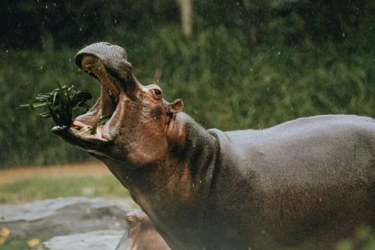 From Land to Sea The Surprising Evolutionary Bond Between the Blue Whale and the Hippopotamus
