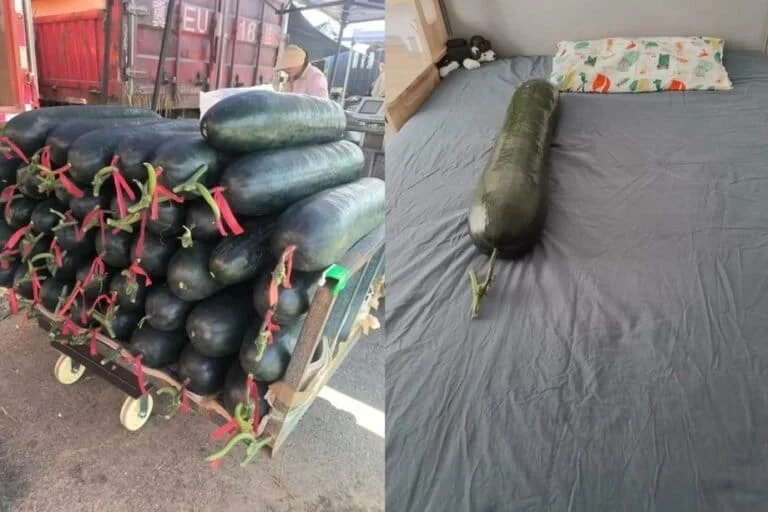 Giant Winter Melons Emerge as Natural Cooling Solutions Amidst Record-Breaking Heatwaves and Climate Extremes in China