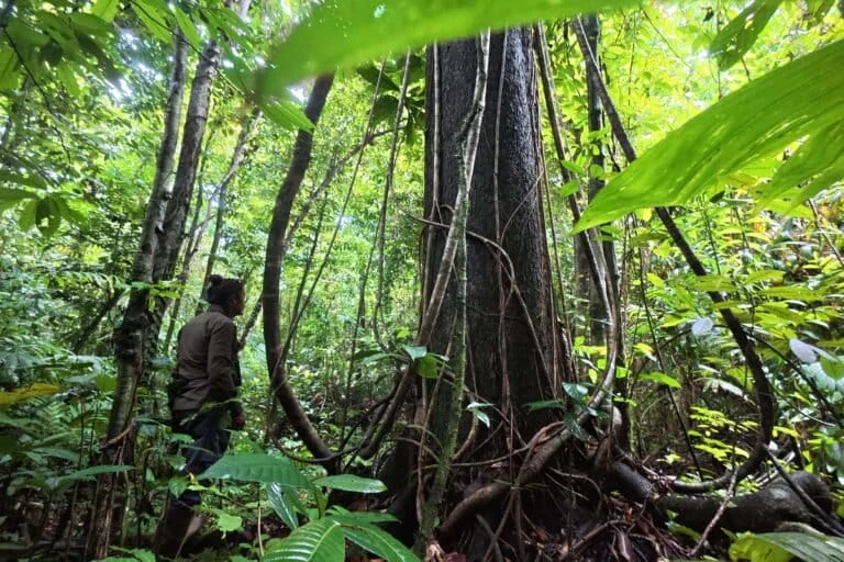 Indonesian State Conservation Policies Threaten Indigenous Territories: The Struggle for Recognition and Spatial Justice