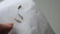 Kamitetep: The Tiny Home Invaders Causing Itchy Distress