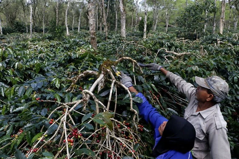 Krisis Iklim Bikin Produksi Kopi Arabika Turun 80 Persen