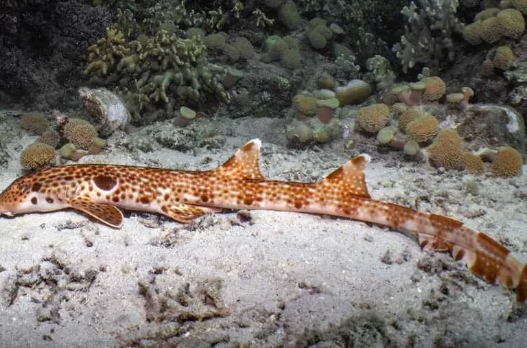 New Walking Shark Species Hemiscyllium Dudgeonae Discovered in the Shallow Waters of Papua New Guinea Milne Bay