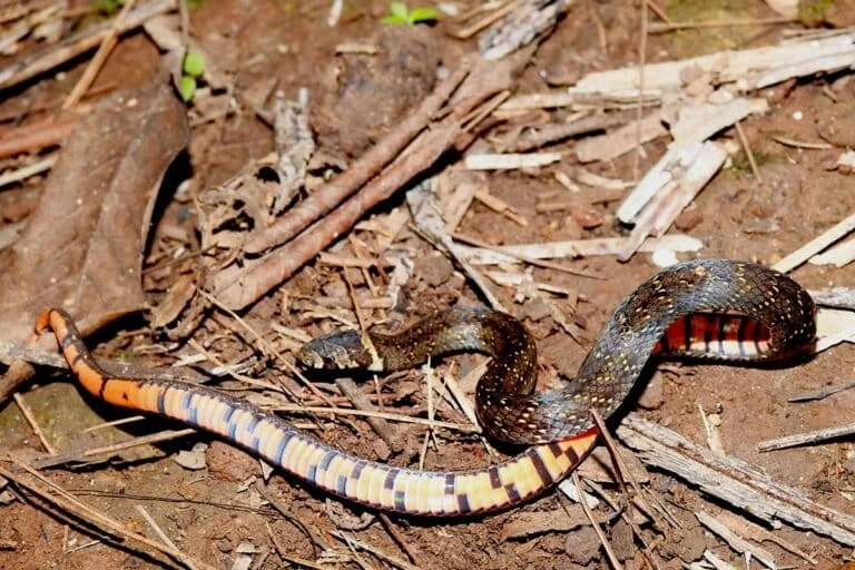 Rare Documentation of Javanese Mountain Kukri Snake in Wonosalam Highlights Biodiversity and Habitat Threats in East Java