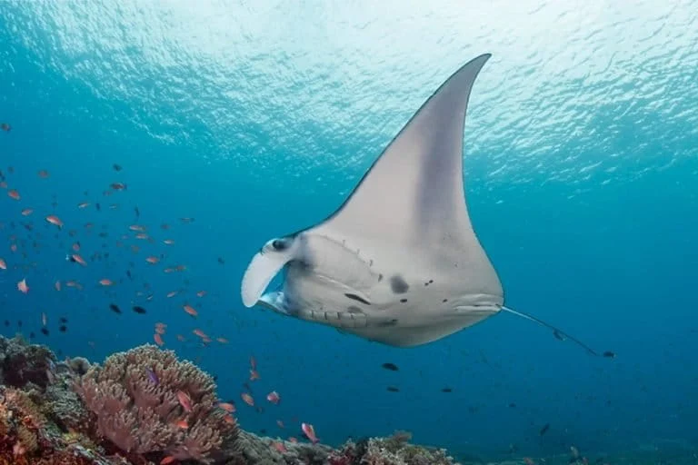 Reef Manta Rays Find Sanctuary in Komodo National Park as Largest Population Ever Documented Provides Global Conservation Hope