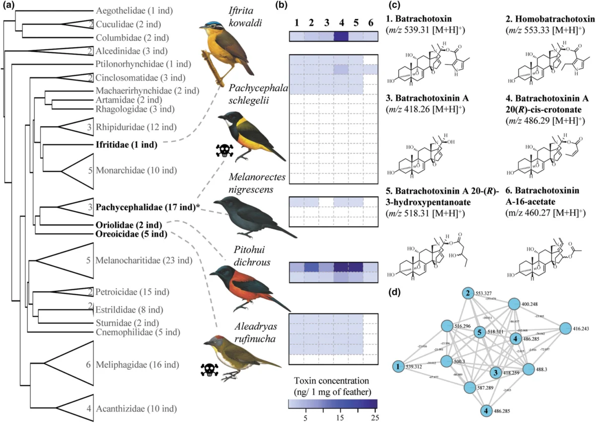 Scientific Breakthrough as Researchers Uncover Two New Species of Poisonous Birds in the Remote Jungles of Papua New Guinea