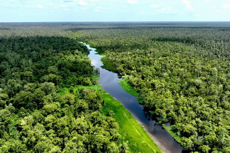 Sumatran Coalition Demands Total Overhaul of Indonesia Forestry Law Amid Escalating Ecological Crisis and Land Tenure Conflicts
