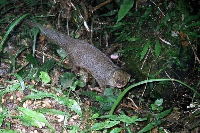 The Catastrophic Legacy of the Small Indian Mongoose and the Failure of 19th Century Biological Pest Control