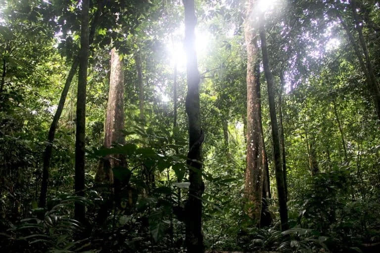 The Ecological Vitality of the Uncal Enggano and its Role as a Natural Architect of the Enggano Island Forest Ecosystem