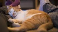 The Enduring Mystery: Why Do Cats Choose Our Feet as Their Sleeping Sanctuary?