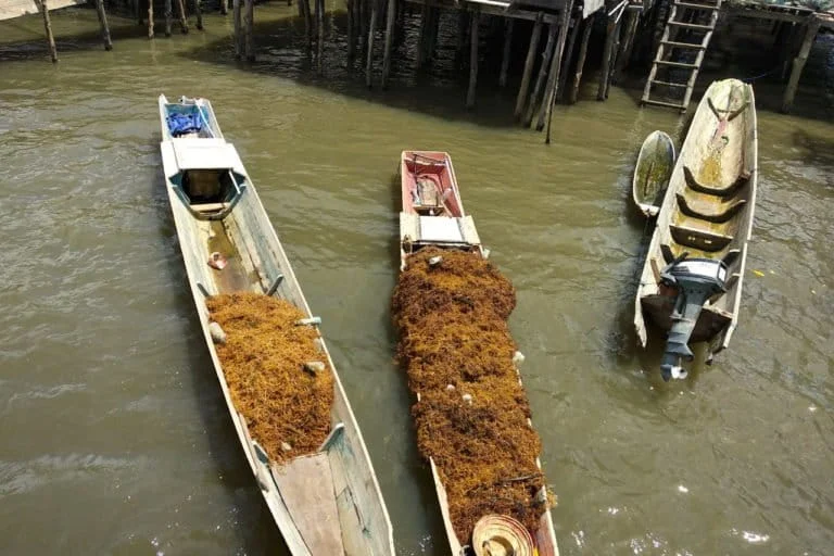 The Fading Gold of Konawe Selatan How Nickel Mining Operations are Eroding the Seaweed Industry and Coastal Livelihoods in Southeast Sulawesi