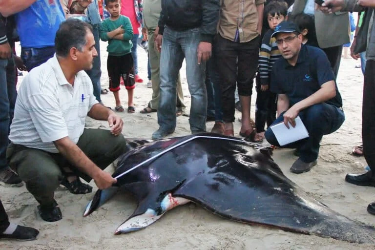 The Persistence of Science Amidst Conflict: How a Gaza Ecologist Continues to Track the Critically Endangered Giant Devil Ray from a Refugee Tent