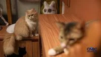 The Profound Health Benefits of Cat Ownership: A Scientific Perspective