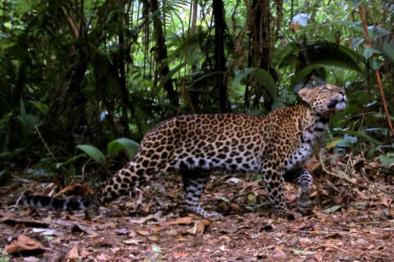 The Resilience and Fragility of the Javan Leopard as the Last Apex Predator of Indonesias Most Populated Island