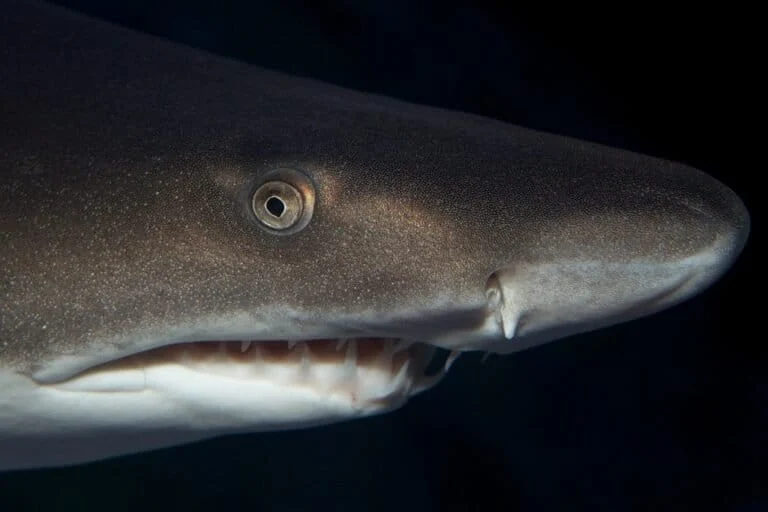 The Ruthless Biological Battle Inside the Womb: Understanding Intrauterine Cannibalism in Sand Tiger Sharks and Its Impact on Species Survival