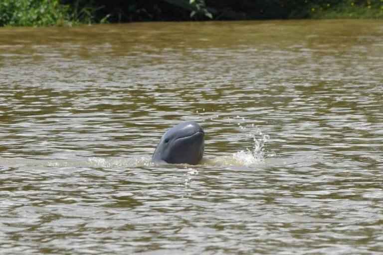 The Silent Struggle of the Mahakam Dolphin Biological Marvels and the Urgent Race Against Extinction in East Kalimantan Waters
