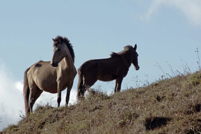 The Vanishing Heritage of Sumba: Preserving the Sandalwood Pony Amidst Modern Pressures
