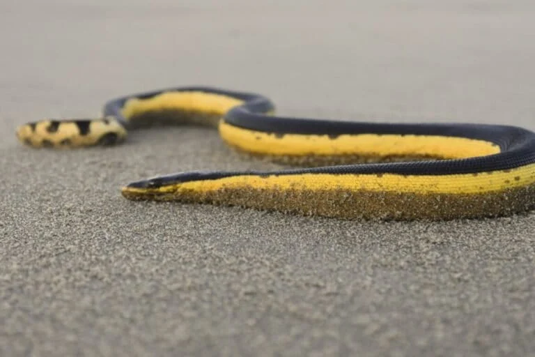 The Yellow-bellied Sea Snake and the Evolution of the Only Truly Pelagic Reptile in the World’s Oceans