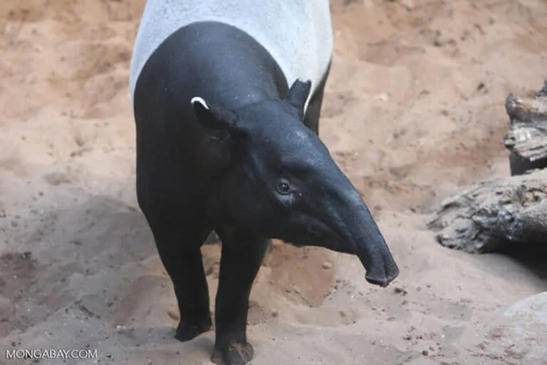 Tragic Killing of Endangered Asian Tapir in Lampung Sparks Outcry Over Habitat Loss and Wildlife Protection