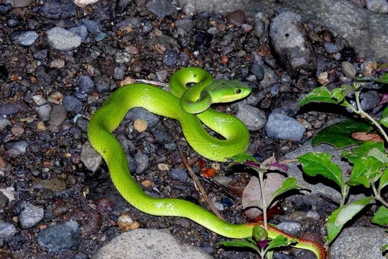 Trimeresurus insularis, Ular Berbisa 3 Warna yang Jago Kamuflase
