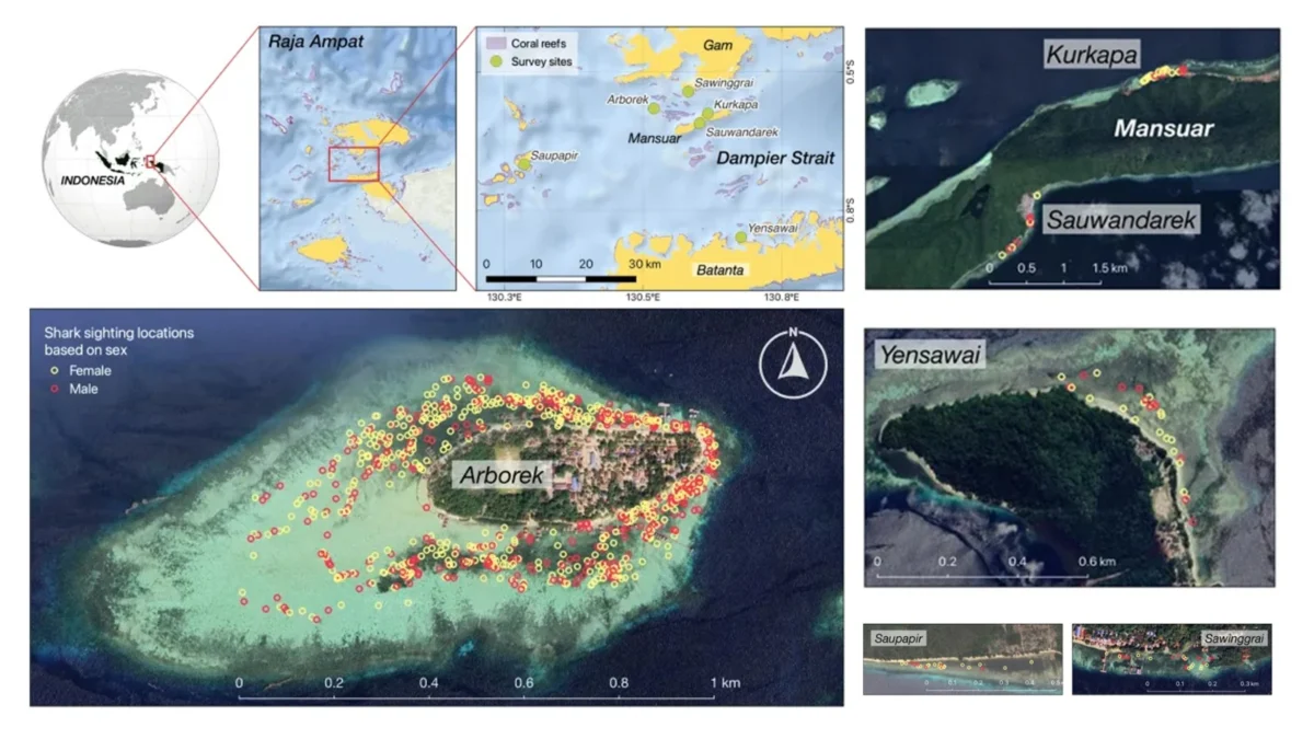 Walking Shark Population in Raja Ampat Records Highest Density Globally Highlighting Critical Need for Coral Reef Conservation