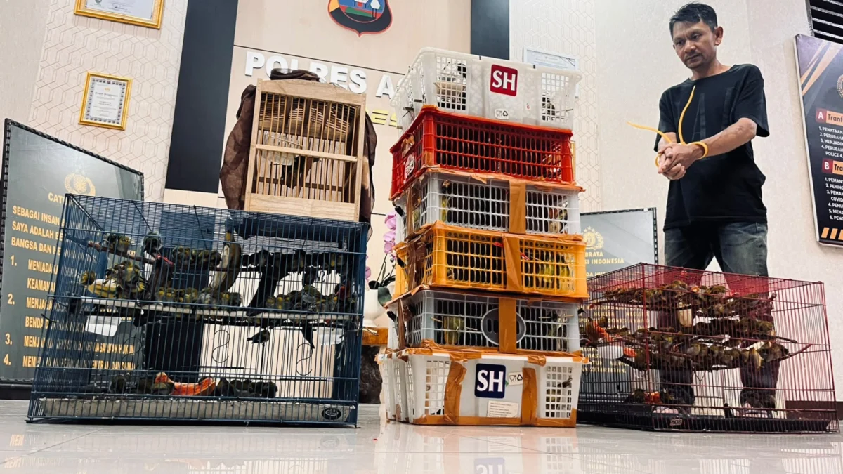 West Sumatra Authorities Dismantle Major Interprovincial Rare Bird Trafficking Ring with Seizure of Hundreds of Protected Species