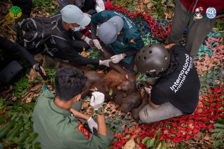 Borneo in Flames: Escalating Forest Fires Threaten the Survival of Endangered Orangutan Populations