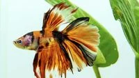 Comprehensive Guide to Optimizing Betta Fish Health Through Nutritional Excellence and Proper Maintenance