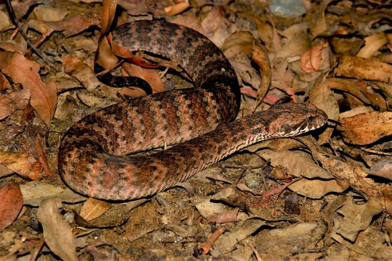 Death Adder: The Deceptive Master of Ambush in the Papua Rainforests