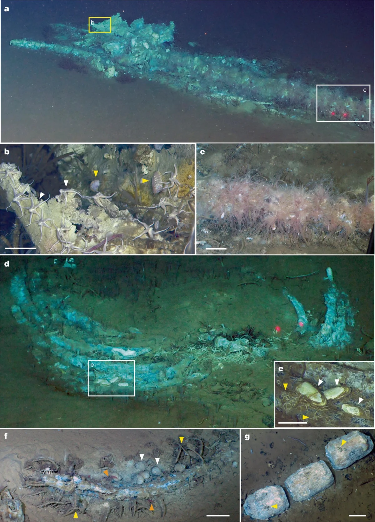 Deep Sea Necropolis: Millions of Years of Beaked Whale History Uncovered in the Diamantina Fracture Zone