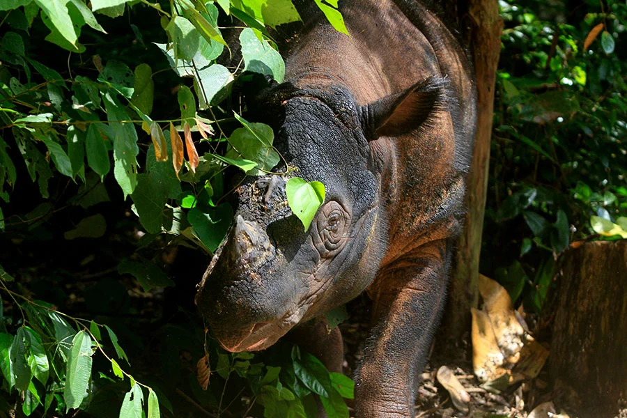 Efforts to Safeguard the Sumatran Rhino and its Endangered Habitat in the Leuser Ecosystem Complex