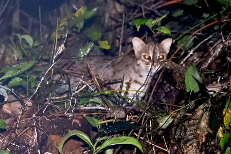 Menjumpai Kucing Kuwuk di Alam Liar Merupakan Pengalaman Langka yang Menuntut Kesadaran Konservasi