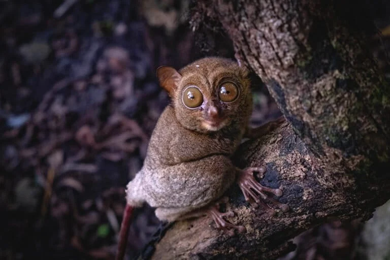 Menumbing’s Silent Sentinel: The Struggle for Survival of the Bangka Tarsier Amidst Ecological Degradation