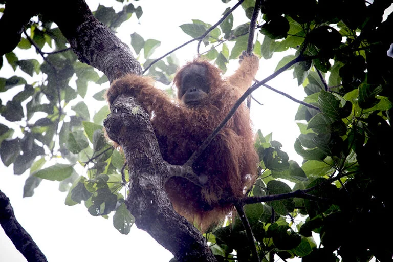 Restoring Connectivity: The Urgent Push for Arboreal Bridges to Save the Tapanuli Orangutan
