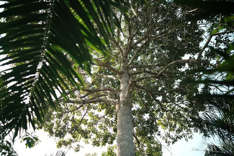 Restoring the Kelekak: Bangka Belitung’s Indigenous Agroforestry as a Buffer Against Ecological Collapse