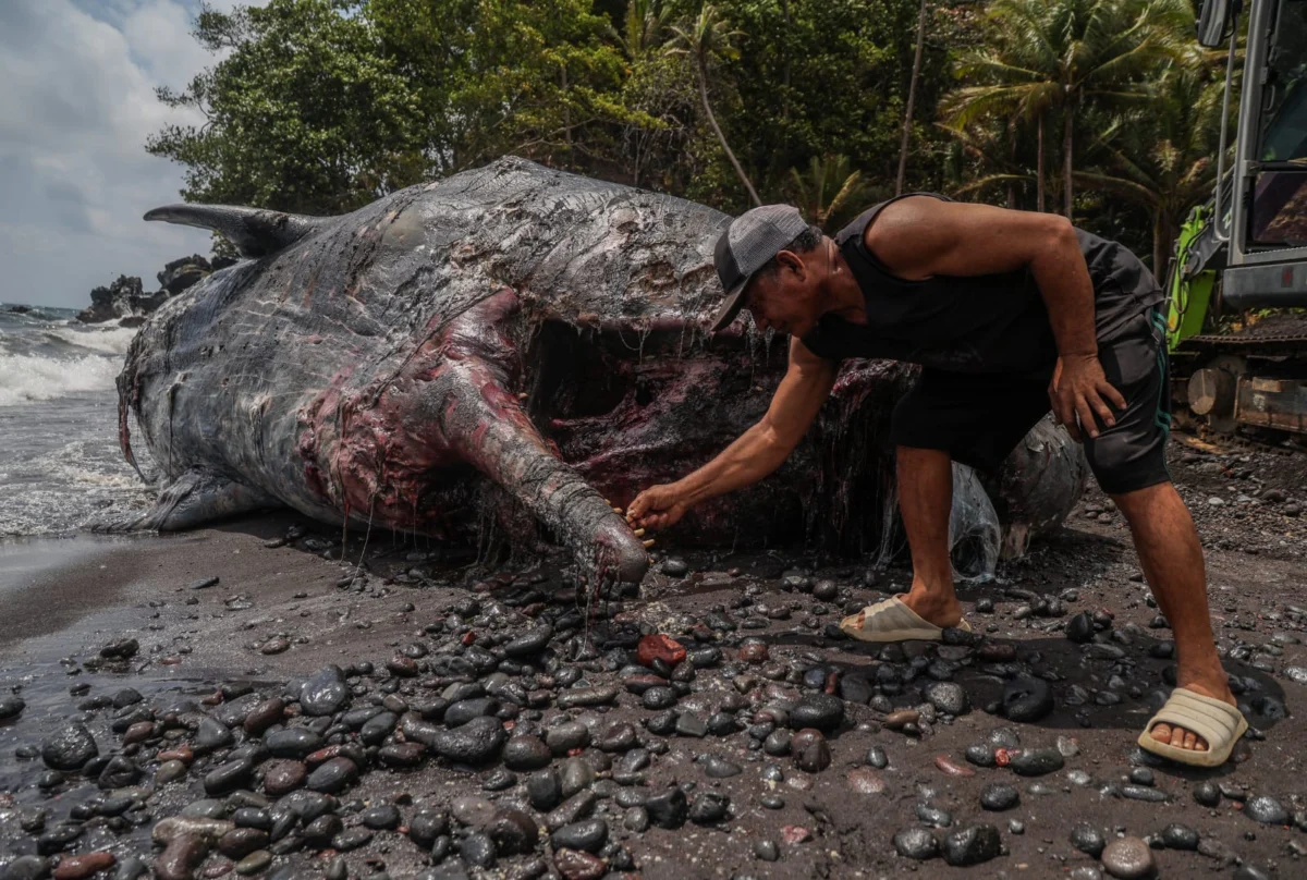 Sperm Whale Stranding at Afe Taduma Beach Highlights Critical Conservation Challenges in North Maluku Marine Corridors