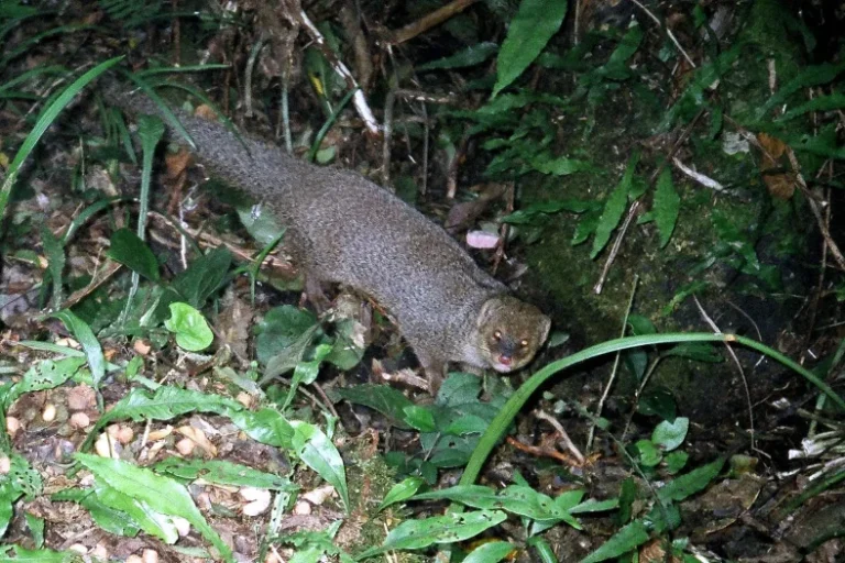 The Price of Eradication: How Japan Spent 25 Years and Millions to Remove an Invasive Predator from Amami Oshima