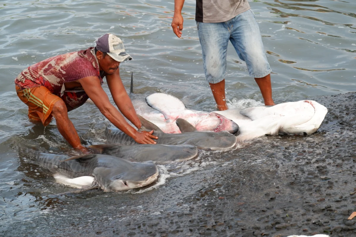 The Silent Transition: Why Lombok’s Shark Hunters are Trading Harpoons for Tourism