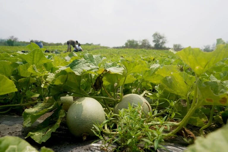 Transforming Coastal Barrens into Productive Landscapes: The Success of Agroforestry in Kebumen