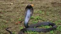 Waspada Ular Masuk Rumah, Hindari Menanam 4 Jenis Tanaman Ini di Pekarangan